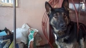 МОЯ НЕМЕЦКАЯ ОВЧАРКА. ИГНОРИРУЕТ НЕ СЛУШАЕТСЯ.