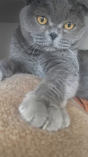 Шотландская вислоухая кошка Риана 23.05.2025.