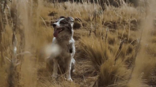 Описание бордер колли. Что нужно знать перед покупкой