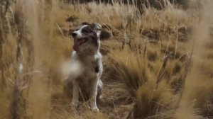 Описание бордер колли. Что нужно знать перед покупкой