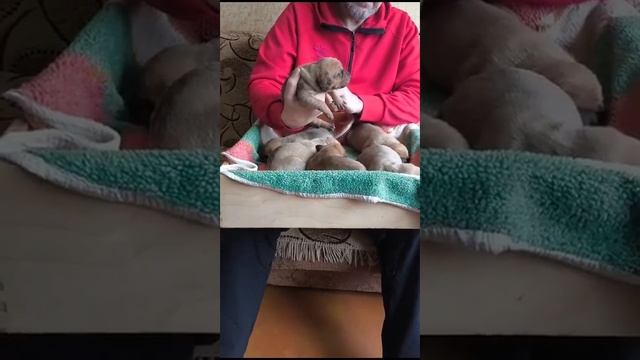 Щенки бандоги (тоса ино + питбуль)