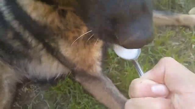 Я ЕМ МОРОЖЕНОЕ!🍦😋 Немецкая Овчарка Альфа (Говорящая