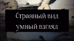 «Вальс Земли» | оригинальная песня Самашрум