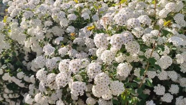 Лейла 33 серия русская озвучка Турецкий сериал | Дживан смотреть онлайн