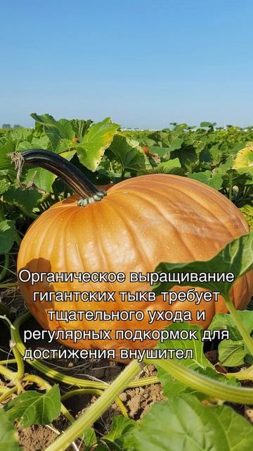Органическое выращивание гигантских тыкв смотреть онлайн