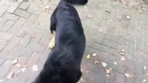 Осторожно, злая собака!