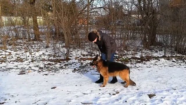 🐕 Ринговая подготовка немецкой овчарки к выставке 🏆 смотреть онлайн