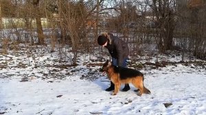 🐕 Ринговая подготовка немецкой овчарки к выставке 🏆