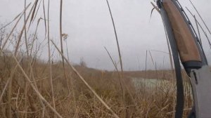 Охота с курцхааром на утку