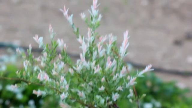 ЛЕТО,ГДЕ ТЫ? смотреть онлайн