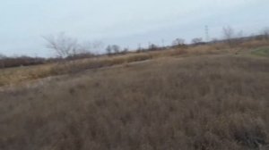 Охота на зайца . Охота с Биглем по имени Молли.