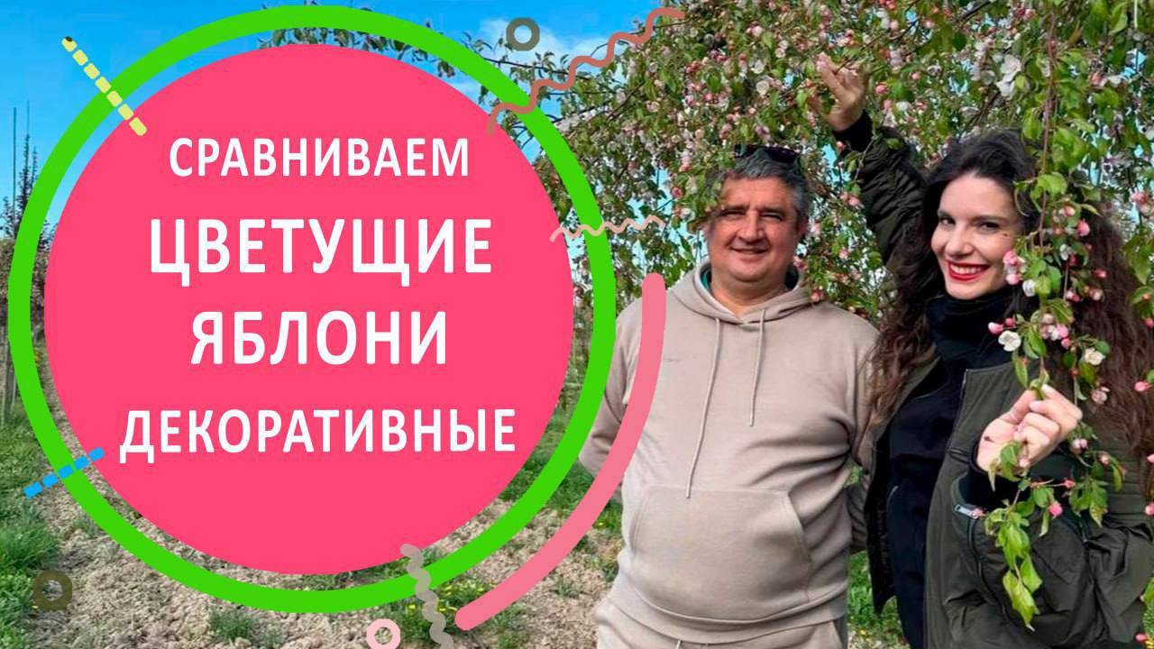 Обзор и сравнение яблонь декоративных во время цветения