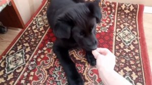 Приучение щенка к месту. Домашняя дрессировка и воспи?