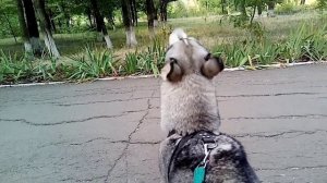хаски гавкает