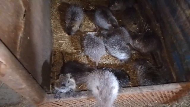 Черныш - злится, Сварщик - буянит, самцы - дерутся! Вода ?