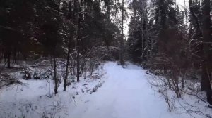 Охота с Русскими гончими на зайца 20 февраля 2025