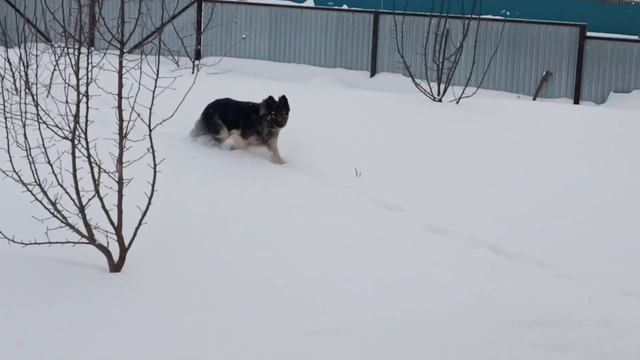 Джуля 10 месяцев ,помесь ВЕО и Немецкой овчарки смотреть онлайн