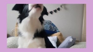 Щенок бордер колли играет в прятки!