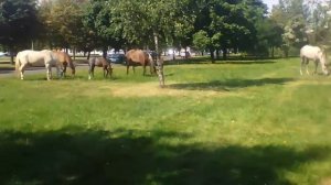 снилась на камеру живых лошодей😧