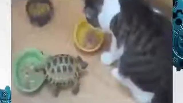 Грозная черепаха прогоняет кошек! смотреть онлайн