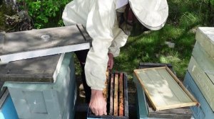 отводки  на одну рамку,для облета маток