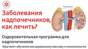 Заболевания надпочечников, как лечить? Оздоровительная программа для надпочечников.