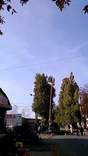 Дерево падает смотреть онлайн