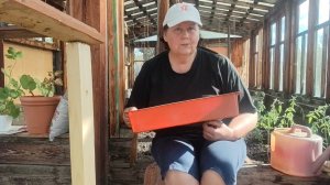 Купили саженцы.
Высаживаю томаты в теплицу.