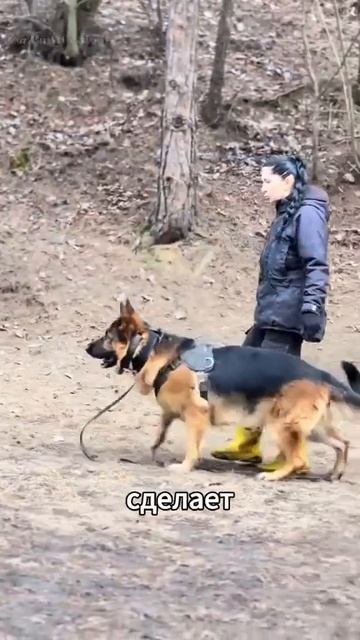 Немецкая овчарка смотреть онлайн