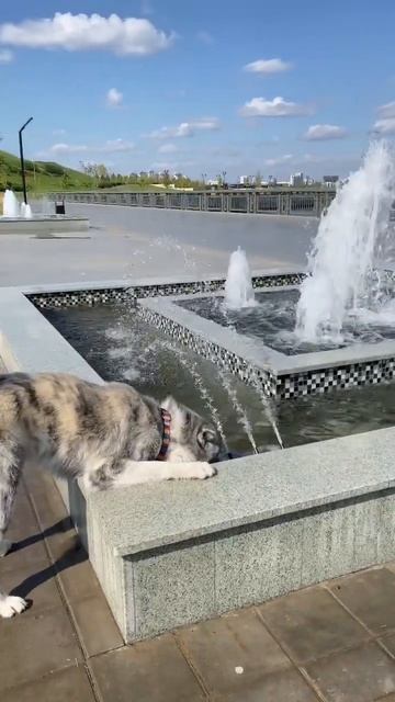 Место притяжения акит