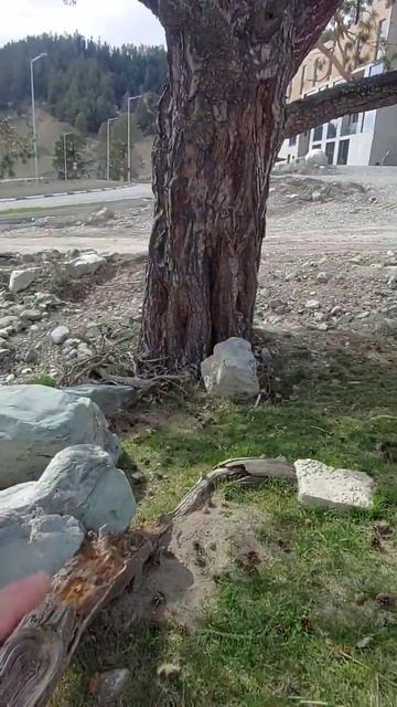 Выживет ли 100 летняя сосна в #Архыз смотреть онлайн