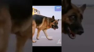хозяин бросил свою собаку на аэропорту😰 фильм«пальма