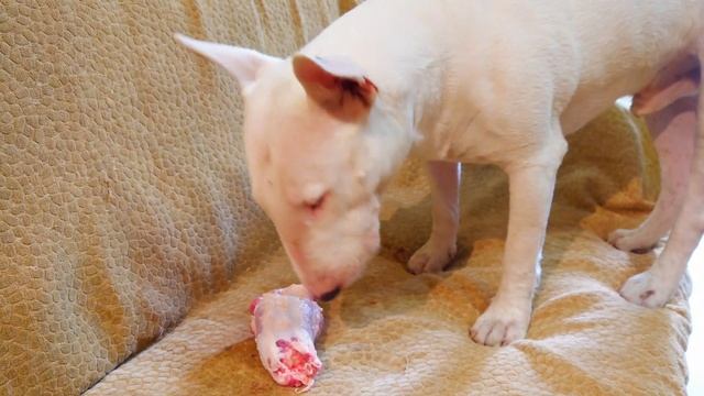 Дэнни и Снап Бультерьеры - Говяжий хвост 🐮 То-ли Анако