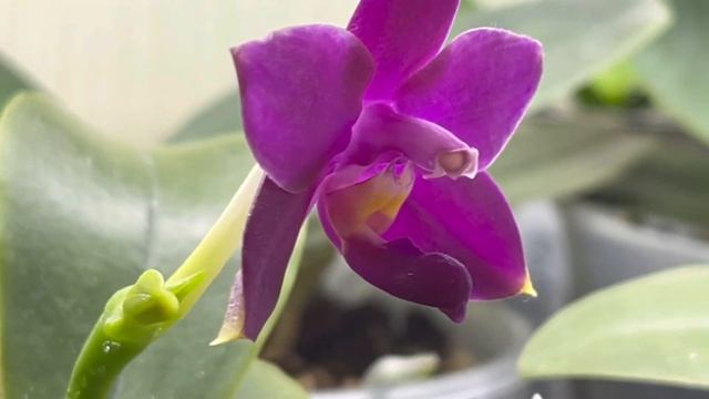 ПЕРВОЕ ЦВЕТЕНИЕ АЗИАТСКИХ АРОМАТНЫХ ОРХИДЕЙ🧐😊🌺 смотреть онлайн