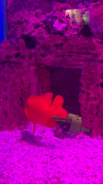 Красная рыба и омар! Очень красивые. #travel #love #christmas #beautif смотреть онлайн