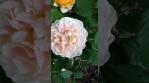 Троянда Джеф л Артист (Jef l`Artiste)