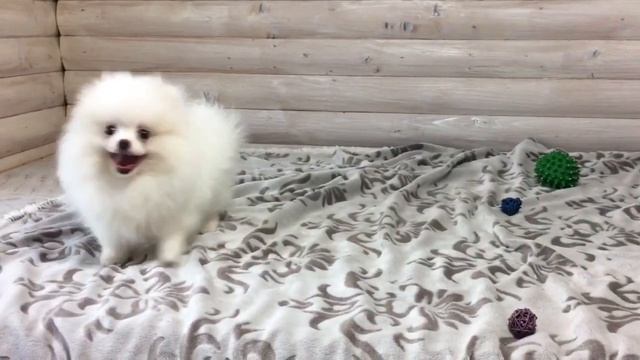 Белый мишка померанский шпиц)