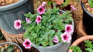 Сравним Оперу с прищипкой и без прищипки! Ампельные петунии!