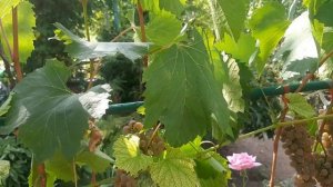 Фронтиньяк блан - комплексно устойчивый технический с