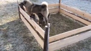 щенки Норвежского Элкхаунда (Норвежская лосиная лайк?