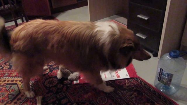 колли лает (barking Collie) смотреть онлайн