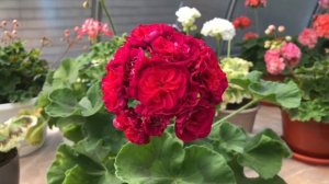 Пеларгония. ИВ Есфирь Прекрасная.