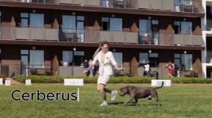 Американский Булли тип XL