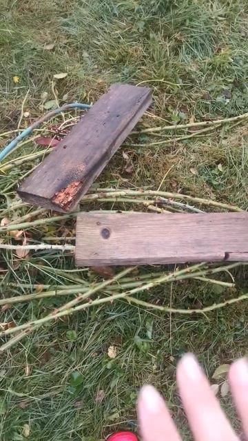 Завалила монстра! #дача #сад #садоводство #розы #растен? смотреть онлайн