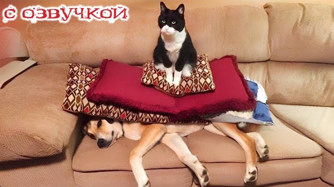 Приколы с котами! Смешные животные С ОЗВУЧКОЙ! Самые смешные коты! ДО СЛЕЗ!