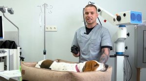 Как поставить капельницу кошке или собаке в домашних ?