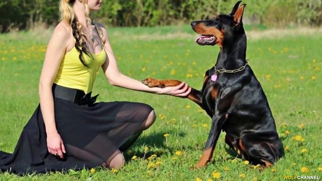 ДОБЕРМАН! ЛУЧШИЙ ОХРАННИК И ПРОСТО ЛУЧШИЙ ДРУГ. ПОРОДЫ