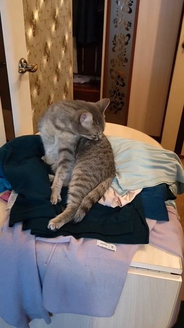 Шкафы двигают, все вынимают и обратно складывают. Мне лечь негде. Здесь мягко, полежу. смотреть онлайн