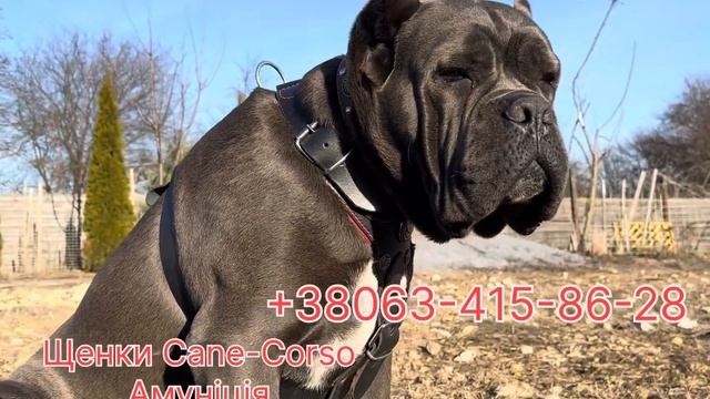 Щенки Кане-Корсо с Доставкой по Украине и в другие стр?