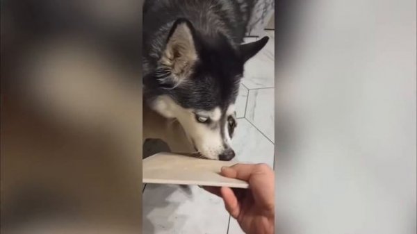 ХАСКИ ДЖАГЕР И МОПС КУЗЬМИЧ ПЫТАЮТСЯ НЕ СЪЕСТЬ КОТЛЕТ?